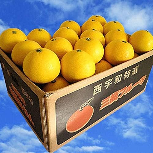 みかん 日向夏」の人気商品一覧 | 安い商品を通販サイトから探す